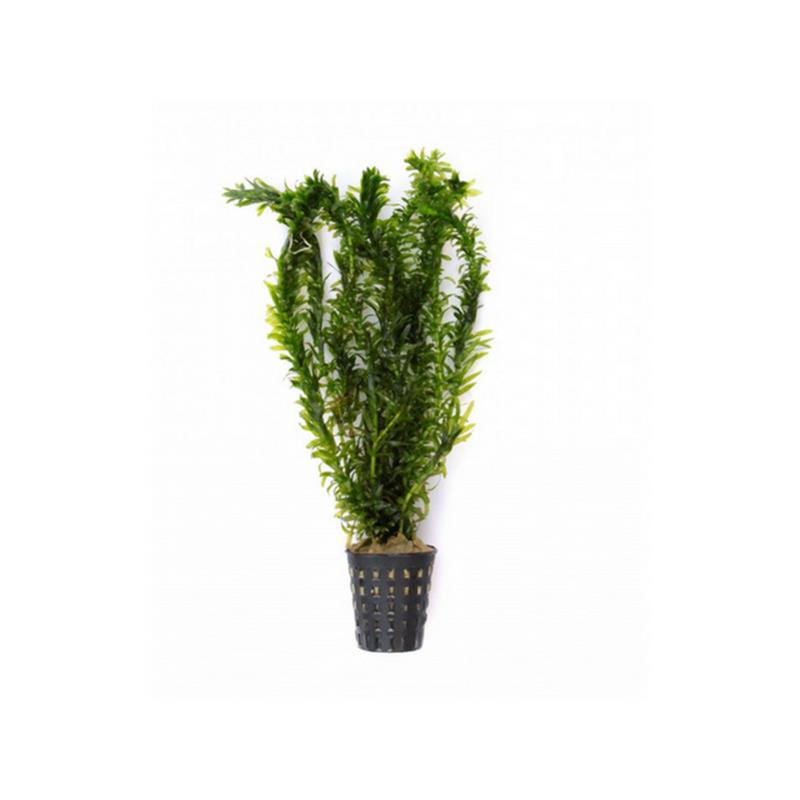 Dennerle Egeria Densa Tropical type - imagine 6